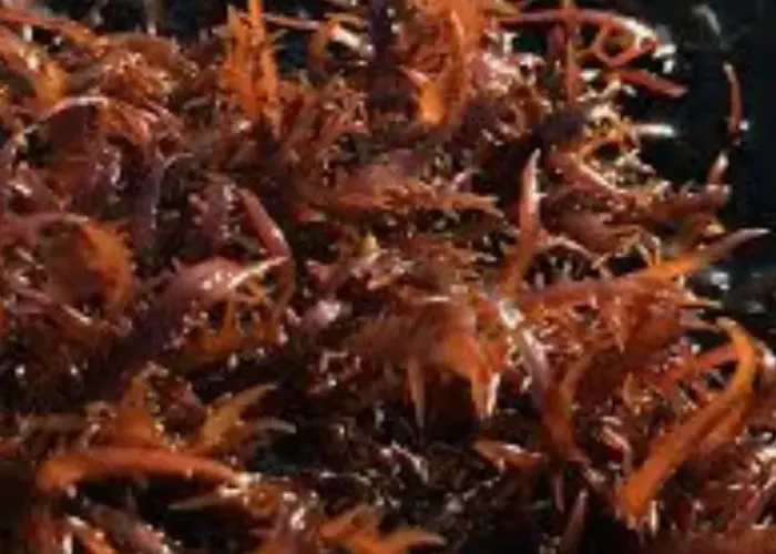 Chondracanthus Chamissoi